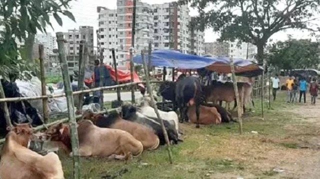 আফতাবনগরে গরুর হাট বসানো যাবে না